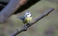 Bluetits perched on a branch in the woods Royalty Free Stock Photo