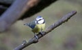 Bluetits perched on a branch in the woods