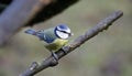 Bluetits perched on a branch in the woods Royalty Free Stock Photo