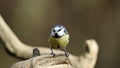 Bluetits perched on a log in the woods