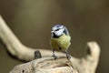 Bluetits perched on a log in the woods Royalty Free Stock Photo