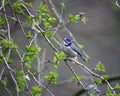 A bluetit perched in a tree in the woods Royalty Free Stock Photo