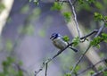 A bluetit perched in a tree in the woods Royalty Free Stock Photo
