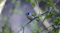 A bluetit perched in a tree in the woods Royalty Free Stock Photo