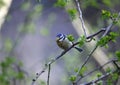 A bluetit perched in a tree in the woods Royalty Free Stock Photo