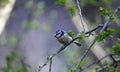 A bluetit perched in a tree in the woods Royalty Free Stock Photo
