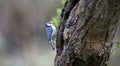 A bluetit perched in a tree in the woods Royalty Free Stock Photo