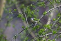 A bluetit perched in a tree in the woods Royalty Free Stock Photo