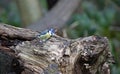 A bluetit perched in a tree in the woods Royalty Free Stock Photo