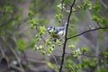 A bluetit perched in a tree in the woods Royalty Free Stock Photo