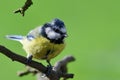 Bluetit perching on a branch Royalty Free Stock Photo