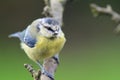 Bluetit perching on a branch Royalty Free Stock Photo