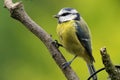 Bluetit perching on a branch Royalty Free Stock Photo