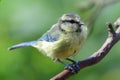 Bluetit perching on a branch Royalty Free Stock Photo