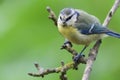 Bluetit perching on a branch Royalty Free Stock Photo