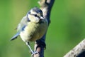 Bluetit perching on a branch Royalty Free Stock Photo