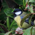 Bluetit, shy, hiding