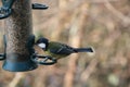 Birdfeeder blue tit Royalty Free Stock Photo