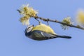 Bluetit Parus caeruleus