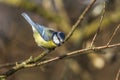 Bluetit Parus caeruleus Royalty Free Stock Photo