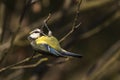 Bluetit Parus caeruleus