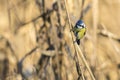 Bluetit Parus caeruleus