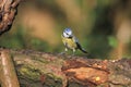 Bluetit sitting on a branch Royalty Free Stock Photo