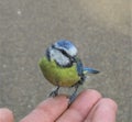 The bluetit sitting on the finger.