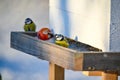 bluetit sitting on homemade birdfeeder with apple