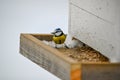 bluetit sitting on homemade birdfeeder in Sweden