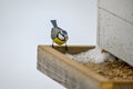 bluetit sitting on homemade birdfeeder in Sweden