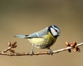 Bluetit in spring time (Parus caeruleus) Royalty Free Stock Photo