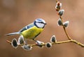 Bluetit on willow branch