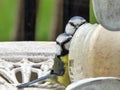 Bluetits at the peanut butter