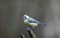 Bluetits perched on a log in the woods Royalty Free Stock Photo