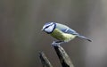 Bluetits perched on a log in the woods Royalty Free Stock Photo