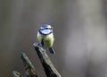 Bluetits perched on a log in the woods