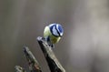 Bluetits perched on a log in the woods Royalty Free Stock Photo