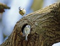Bluetits perched at their nest hole Royalty Free Stock Photo