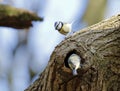 Bluetits perched at their nest hole Royalty Free Stock Photo