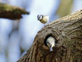 Bluetits perched at their nest hole