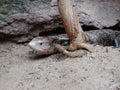 Bluetongue Skink Royalty Free Stock Photo