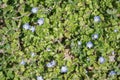 Bluets, Houstonia caerulus