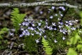 Bluets - Quaker Ladies in the forest Royalty Free Stock Photo