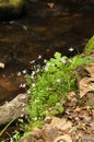 Bluets or Quaker Ladies (Houstonia caerulea)