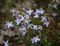 Bluets Royalty Free Stock Photo