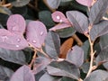 Blueviolet leaves with raindrops