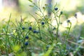 Bluewberry bush in woods Royalty Free Stock Photo