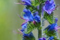 Blueweed Echium Vulgare also know as Viper`s Bugloss
