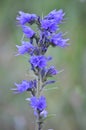 Blueweed echium vulgare